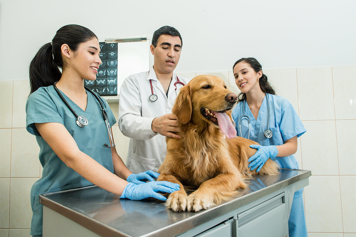 veterinaria-portada-empleabilidad